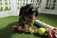 Willy, a male Cavalier King Charles Spaniel for sale in Sturgis, MI – Photo 5 of 9