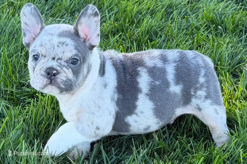 Jesse – Frenchton puppy for sale in Sturgis, MI