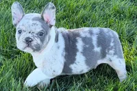 Jesse, a male Frenchton for sale in Sturgis, MI – 1 of 10