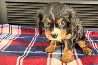 Major, a male Cavalier King Charles Spaniel for sale in Sturgis, MI – 5 of 10