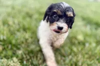 Frankie, a male Cavalier King Charles Spaniel and Poodle - Miniature  for sale in Sturgis, MI – 10 of 10