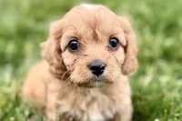 Falcon, a male Cavalier King Charles Spaniel and Poodle - Miniature  for sale in Sturgis, MI – 3 of 10