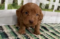 Jack, a male Cockapoo for sale in Sturgis, MI – Photo 9 of 9