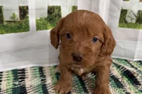 Jack, a male Cockapoo for sale in Sturgis, MI – Photo 7 of 9