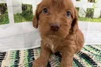Jack, a male Cockapoo for sale in Sturgis, MI – Photo 1 of 9