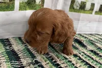 Jack, a male Cockapoo for sale in Sturgis, MI – Photo 3 of 9