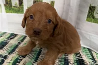 Jack, a male Cockapoo for sale in Sturgis, MI – Photo 2 of 9