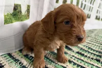 Jack, a male Cockapoo for sale in Sturgis, MI – Photo 8 of 9