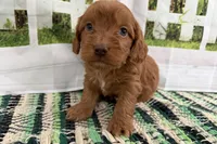 Jack, a male Cockapoo for sale in Sturgis, MI – Photo 5 of 9