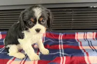 Mason, a male Cavalier King Charles Spaniel for sale in Sturgis, MI – 4 of 9