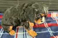 Major, a male Cavalier King Charles Spaniel for sale in Sturgis, MI – 7 of 10