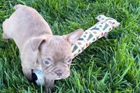 June , a female Frenchton for sale in Sturgis, MI – 6 of 10