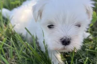 Oraon, a male Maltese for sale in Sturgis, MI – 2 of 7