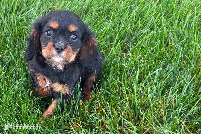 Maura – Cavalier King Charles Spaniel puppy for sale in Sturgis, MI