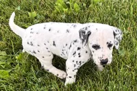 Lava, a female Dalmatian for sale in Sturgis, MI – 4 of 8
