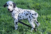 Lamar, a male Dalmatian for sale in Sturgis, MI – 7 of 9