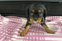 Maura, a female Cavalier King Charles Spaniel for sale in Sturgis, MI – 5 of 10