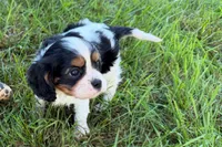Emma, a female Cavalier King Charles Spaniel for sale in Sturgis, MI – 9 of 9