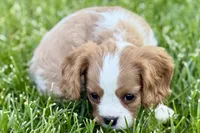 Rusty, a male Cavalier King Charles Spaniel for sale in Sturgis, MI – 8 of 9