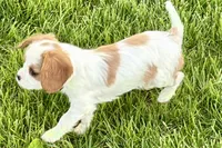 Ruby , a female Cavalier King Charles Spaniel for sale in Sturgis, MI – 2 of 7