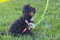 Nora , a female Cavapoo for sale in Sturgis, MI – 6 of 10