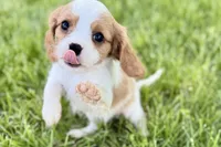 Rocky, a male Cavalier King Charles Spaniel for sale in Sturgis, MI – 6 of 10