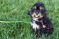Nancy, a female Cavapoo for sale in Sturgis, MI – 5 of 7
