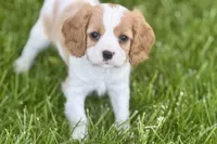 Remy, a male Cavalier King Charles Spaniel for sale in Sturgis, MI – 9 of 10