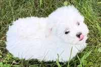 Oscar, a male Maltese for sale in Sturgis, MI – 6 of 10