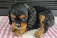 Morgan, a female Cavalier King Charles Spaniel for sale in Sturgis, MI – 5 of 7