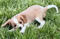 Rusty, a male Cavalier King Charles Spaniel for sale in Sturgis, MI – 5 of 9