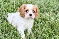 Violet, a female Cavalier King Charles Spaniel for sale in Sturgis, MI – 4 of 10