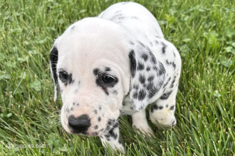 Lava – Dalmatian puppy for sale in Sturgis, MI