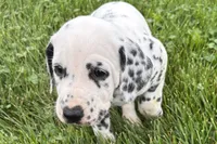 Lava, a female Dalmatian for sale in Sturgis, MI – 1 of 8