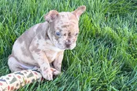 Jake, a male Frenchton for sale in Sturgis, MI – 9 of 10