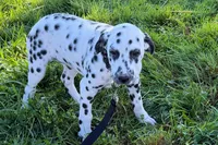 Lavida , a female Dalmatian for sale in Sturgis, MI – 4 of 10