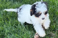 North, a male Cavapoo for sale in Sturgis, MI – 3 of 10