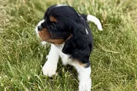 Indie, a female Cavalier King Charles Spaniel for sale in Sturgis, MI – 9 of 9