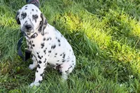 Lavida , a female Dalmatian for sale in Sturgis, MI – 9 of 10