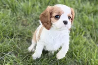 Ruby , a female Cavalier King Charles Spaniel for sale in Sturgis, MI – 5 of 7