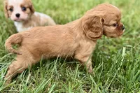 Ashur , a male Cavalier King Charles Spaniel for sale in Sturgis, MI – 8 of 8