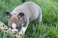 Job, a male Frenchton for sale in Sturgis, MI – 3 of 10