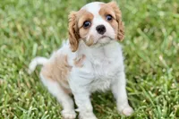 Valor, a female Cavalier King Charles Spaniel for sale in Sturgis, MI – 9 of 10