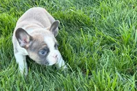 Job, a male Frenchton for sale in Sturgis, MI – 8 of 10