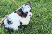 North, a male Cavapoo for sale in Sturgis, MI – 6 of 10