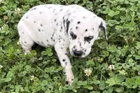 Lavida , a female Dalmatian for sale in Sturgis, MI – 2 of 10