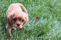 Sterling, a male Cavalier King Charles Spaniel for sale in Sturgis, MI – 9 of 9
