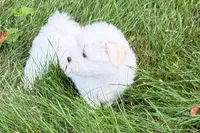 Oscar, a male Maltese for sale in Sturgis, MI – 3 of 10