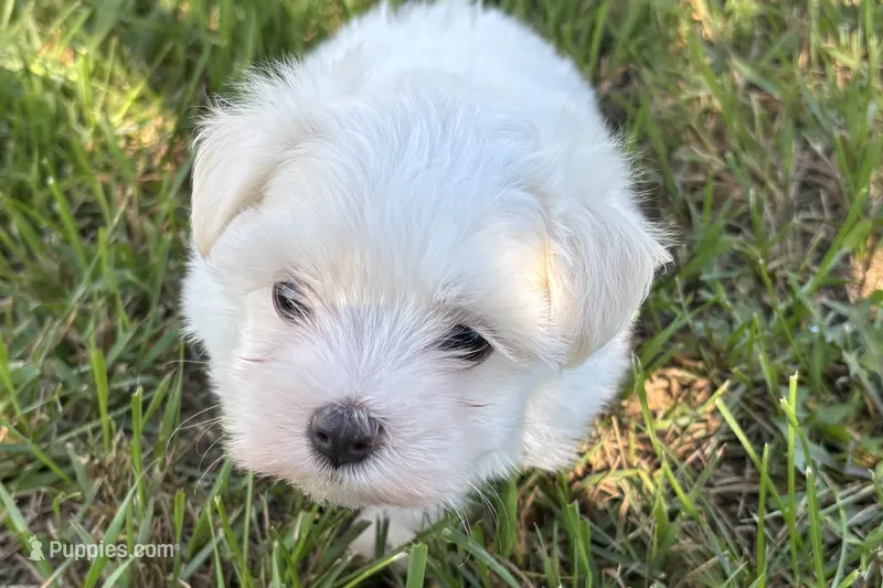 Oscar – Maltese puppy for sale in Sturgis, MI