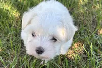 Oscar, a male Maltese for sale in Sturgis, MI – 1 of 7